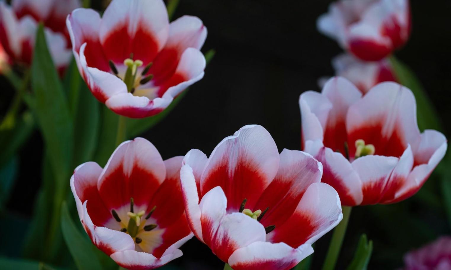 Detailed view of custom floral arrangements and table settings
